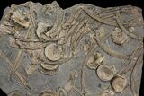 Plate of Fossil Ichthyosaur Vertebrae, Teeth & Ribs - Germany #167806-1
